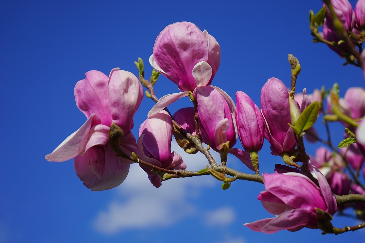 magnolia ochrona na zimę
