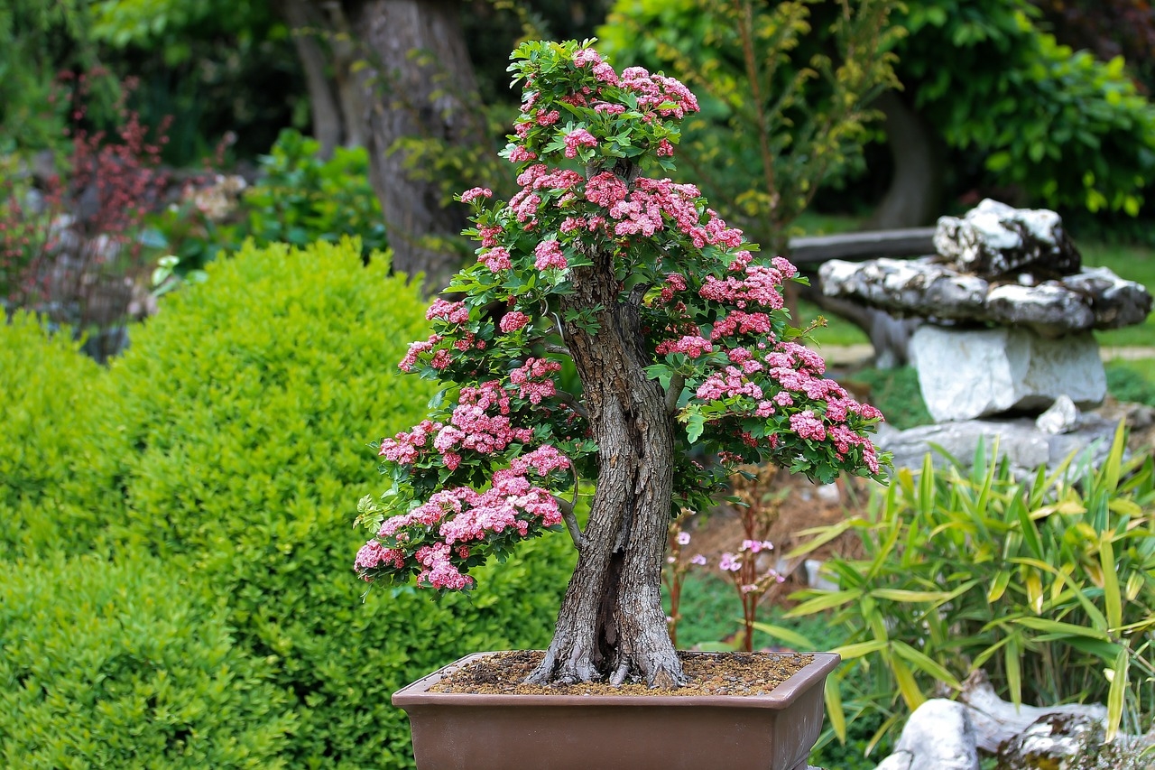Jaka doniczka będzie najlepsza do przesadzenia bonsai?